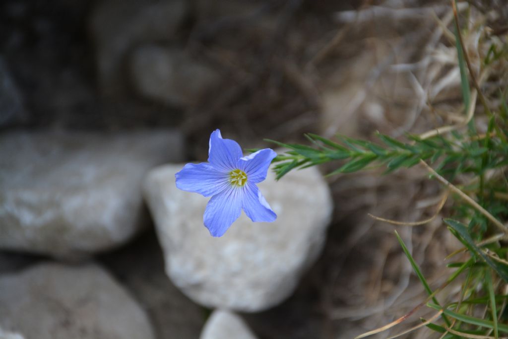 Dubbio su Linum:  cfr. Linum alpinum